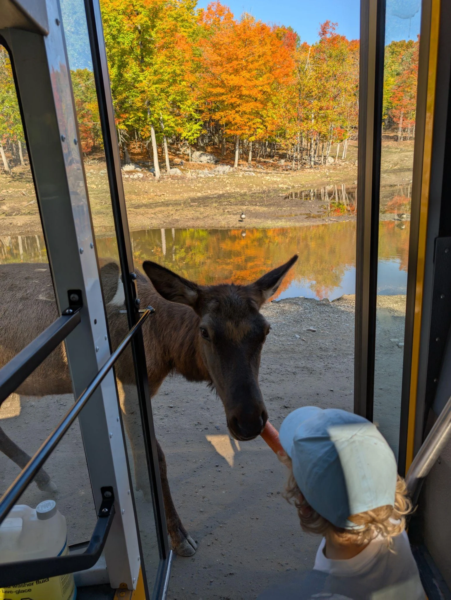 Enfant offrant une carotte à un wapiti près de l’autobus scolaire