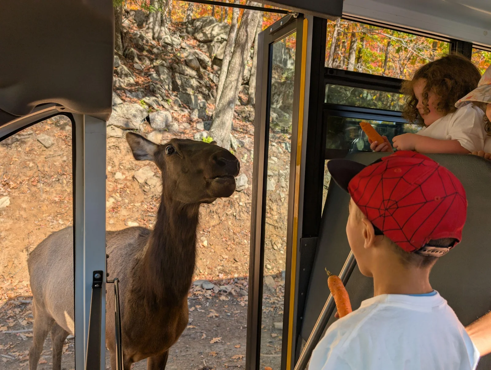 Enfants de La petite école observant un wapiti près de leur autobus scolaire