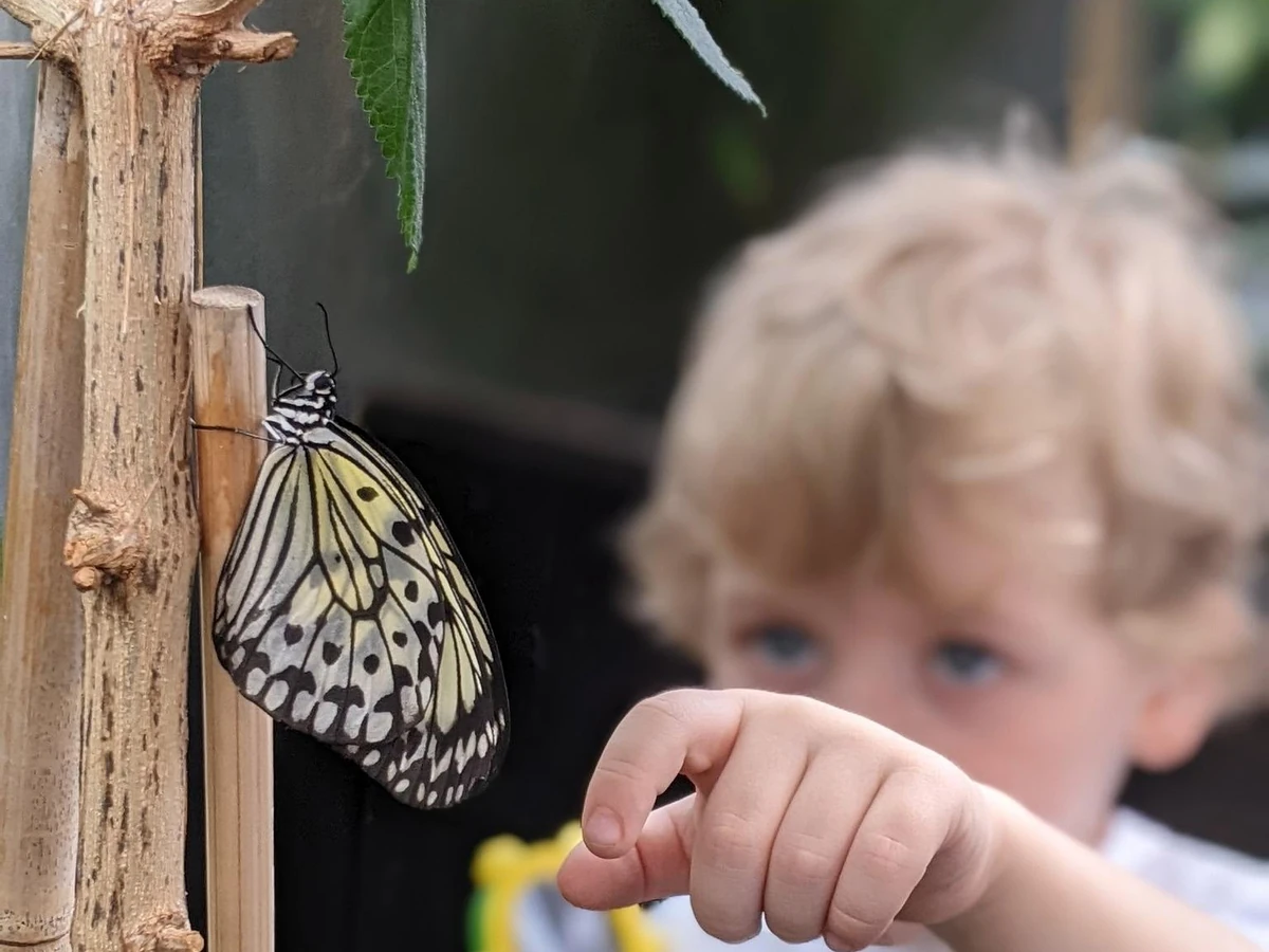 Enfant observant un papillon pendant une sortie éducative